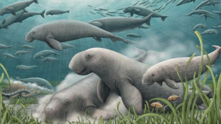 An artistic reconstruction of a herd of ancient sea cows foraging on the seafloor.