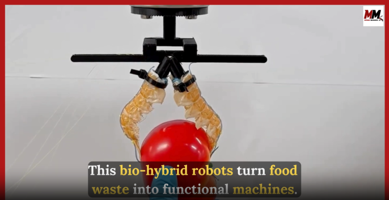 Biohybrid robots turn food waste into functional machines