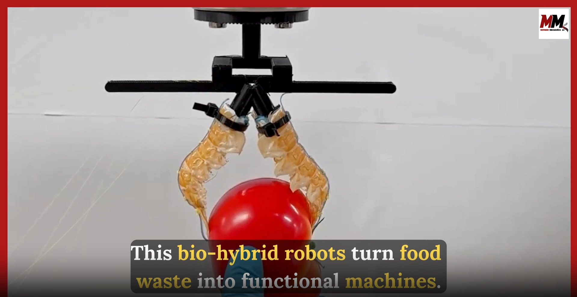 Biohybrid robots turn food waste into functional machines