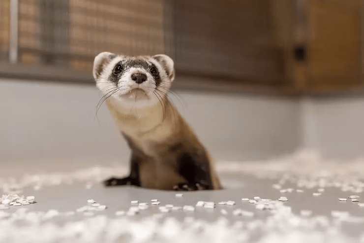 black-footed ferret