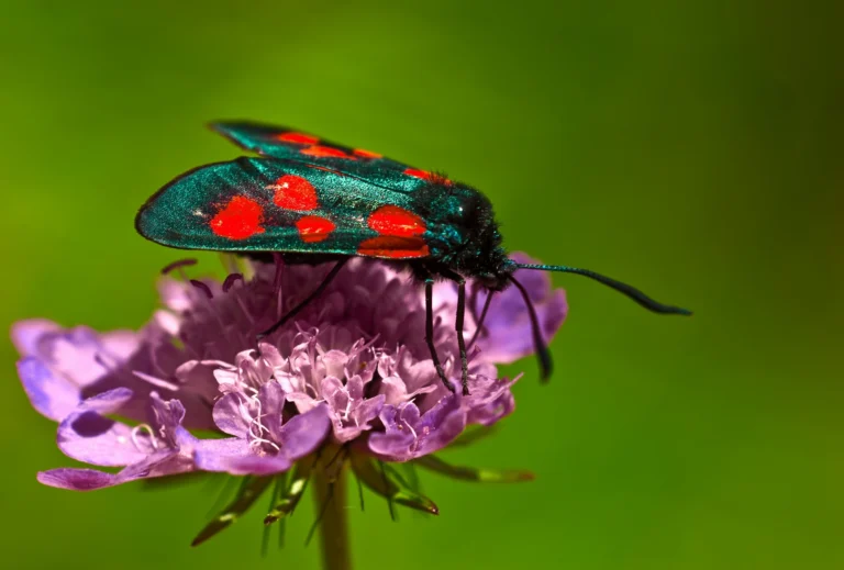 From Fields to Flowers: Why Farmers Must Invest in Pollinator Habitats
