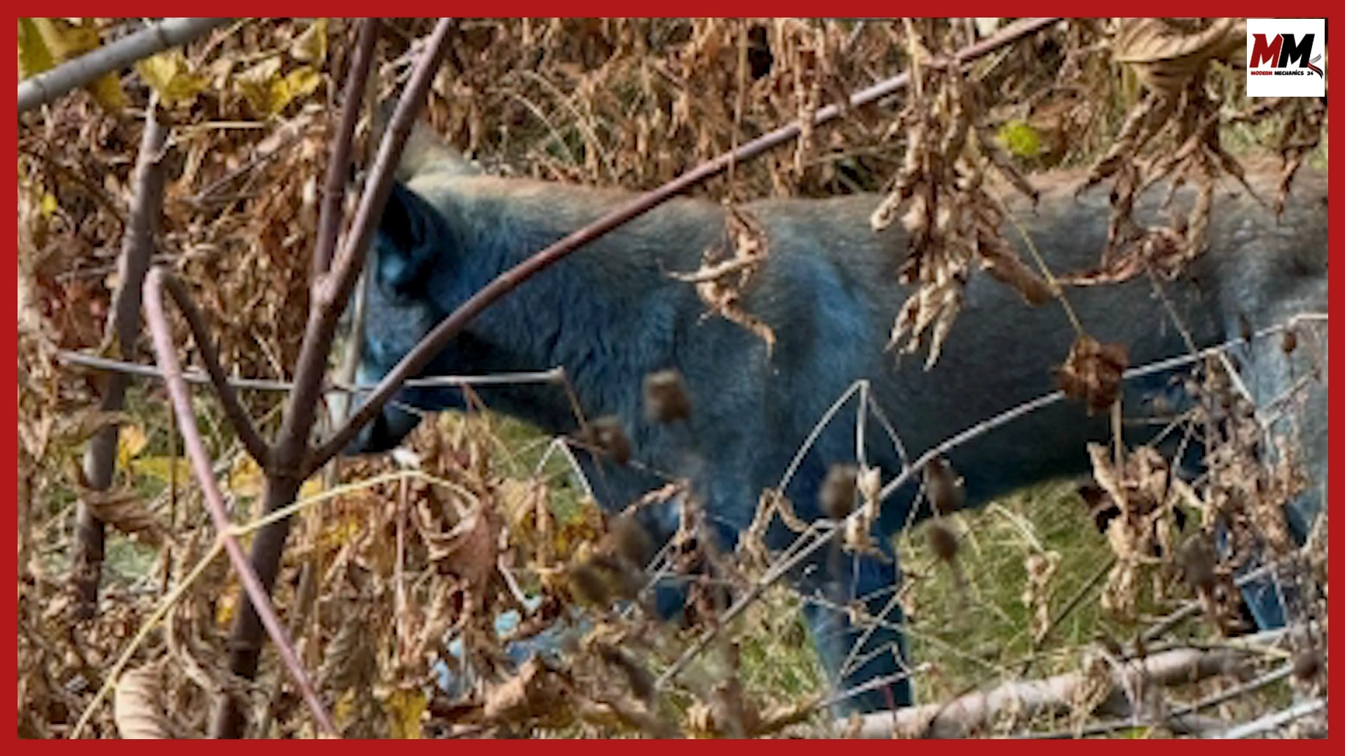 Blue dogs spotted in Chernobyl nuclear