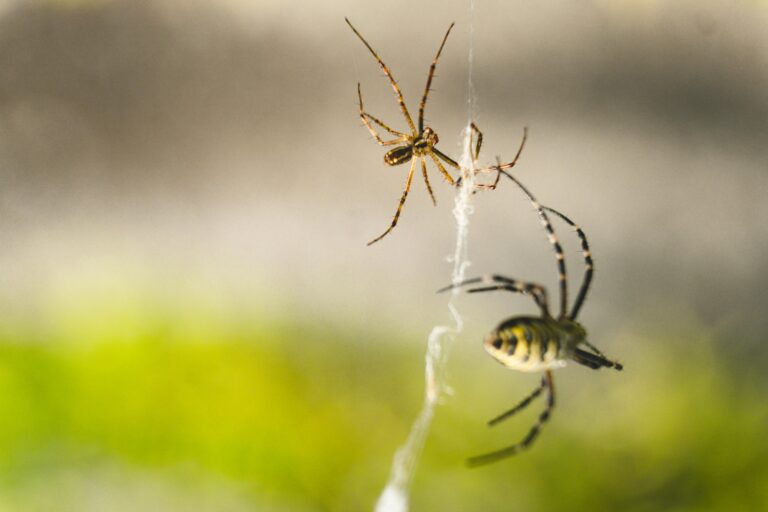Scientific illustration of the ancient, tailed arachnid Chimerarachne yingi, showing its spider-like body and long, segmented tail.