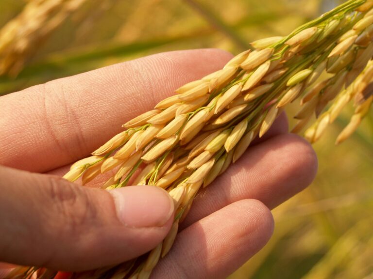 A researcher from the China National Rice Research Institute inspects high-yield, self-cloning hybrid rice plants in a test field.