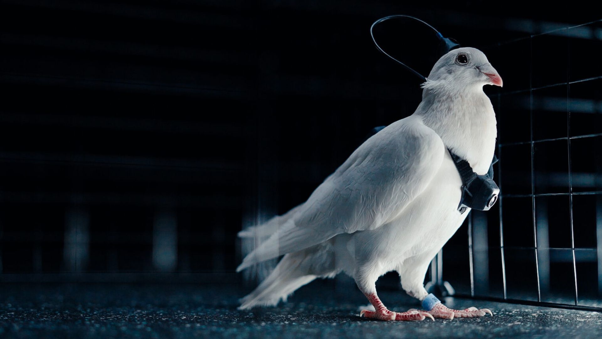A Moscow-based startup uses neural chips to guide pigeons as living drones.