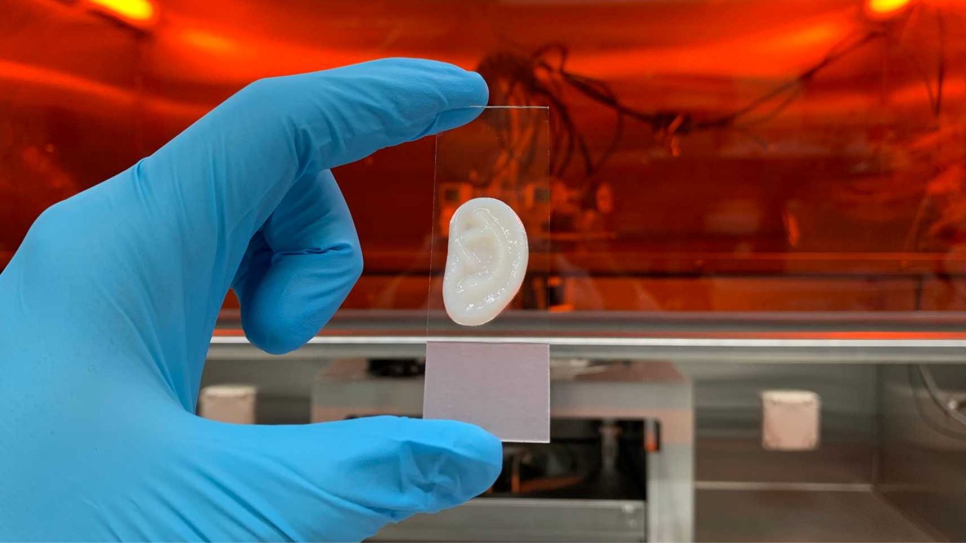 Scientists develop lab-grown ear cartilage with natural elasticity