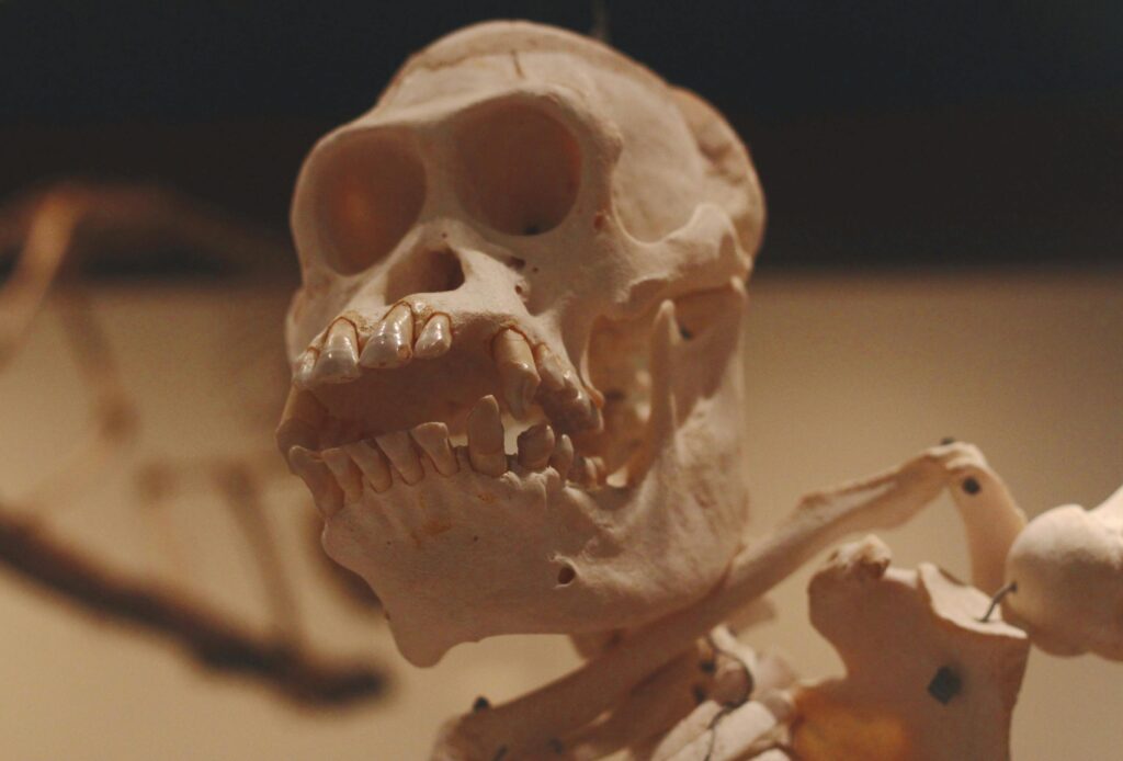 University at Buffalo professor Dr. Noreen von Cramon-Taubadel holds human mandible specimen for PLOS One study on chin evolution as evolutionary spandrel.