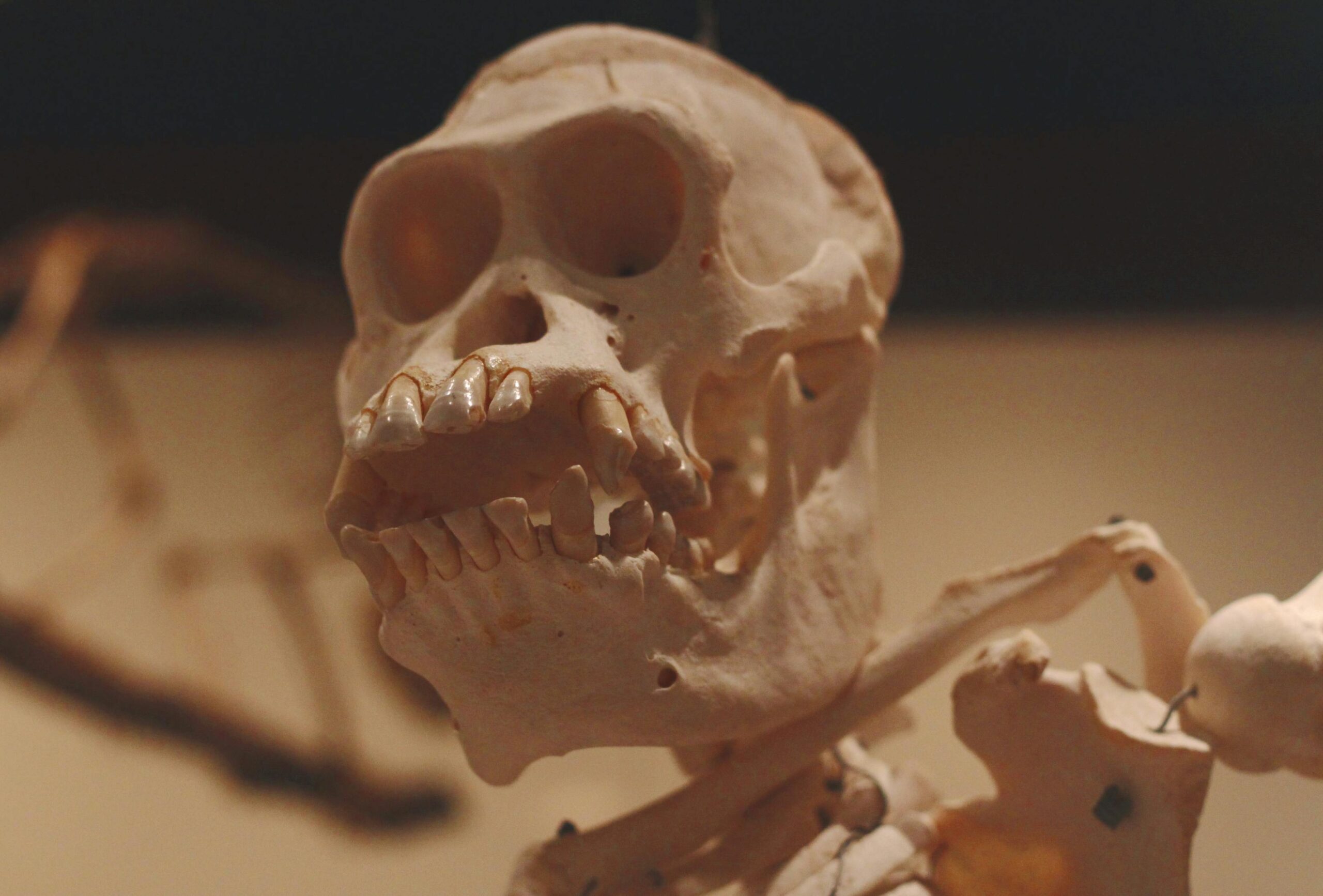 University at Buffalo professor Dr. Noreen von Cramon-Taubadel holds human mandible specimen for PLOS One study on chin evolution as evolutionary spandrel.