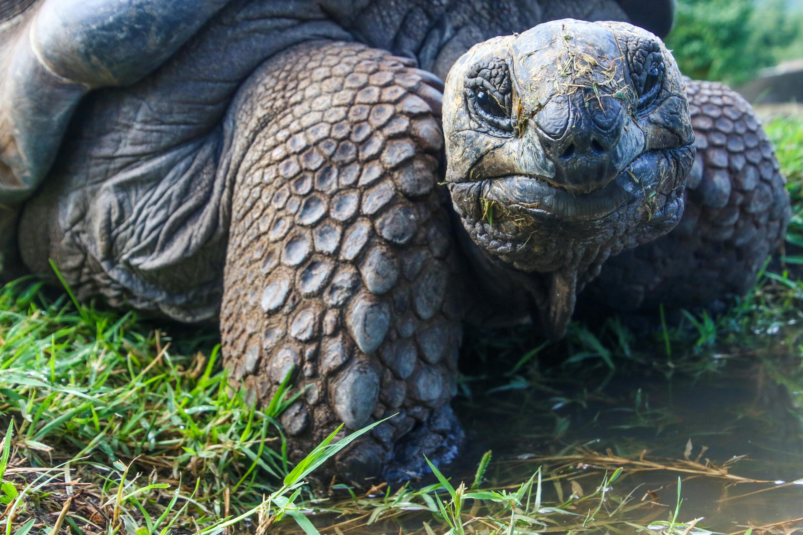 A young giant tortoise with a domed shell walks on dry volcanic ground with green bushes in the background
