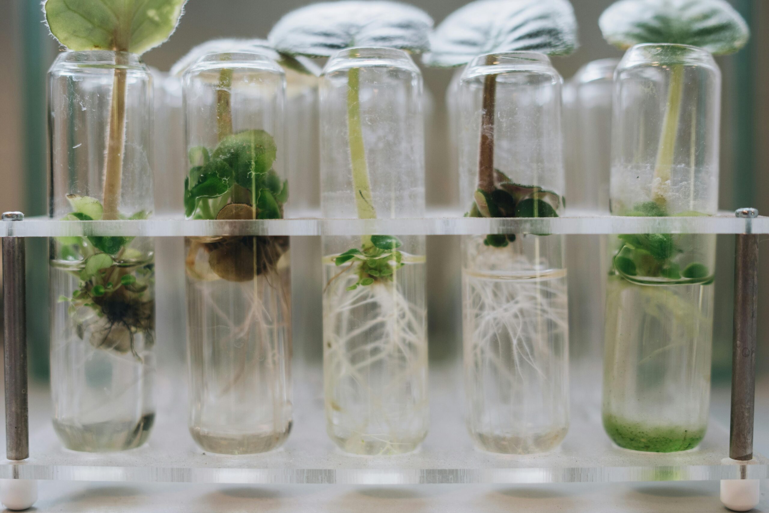 A researcher at the University of Missouri examines algae grown in a lab bioreactor for microplastic remediation.