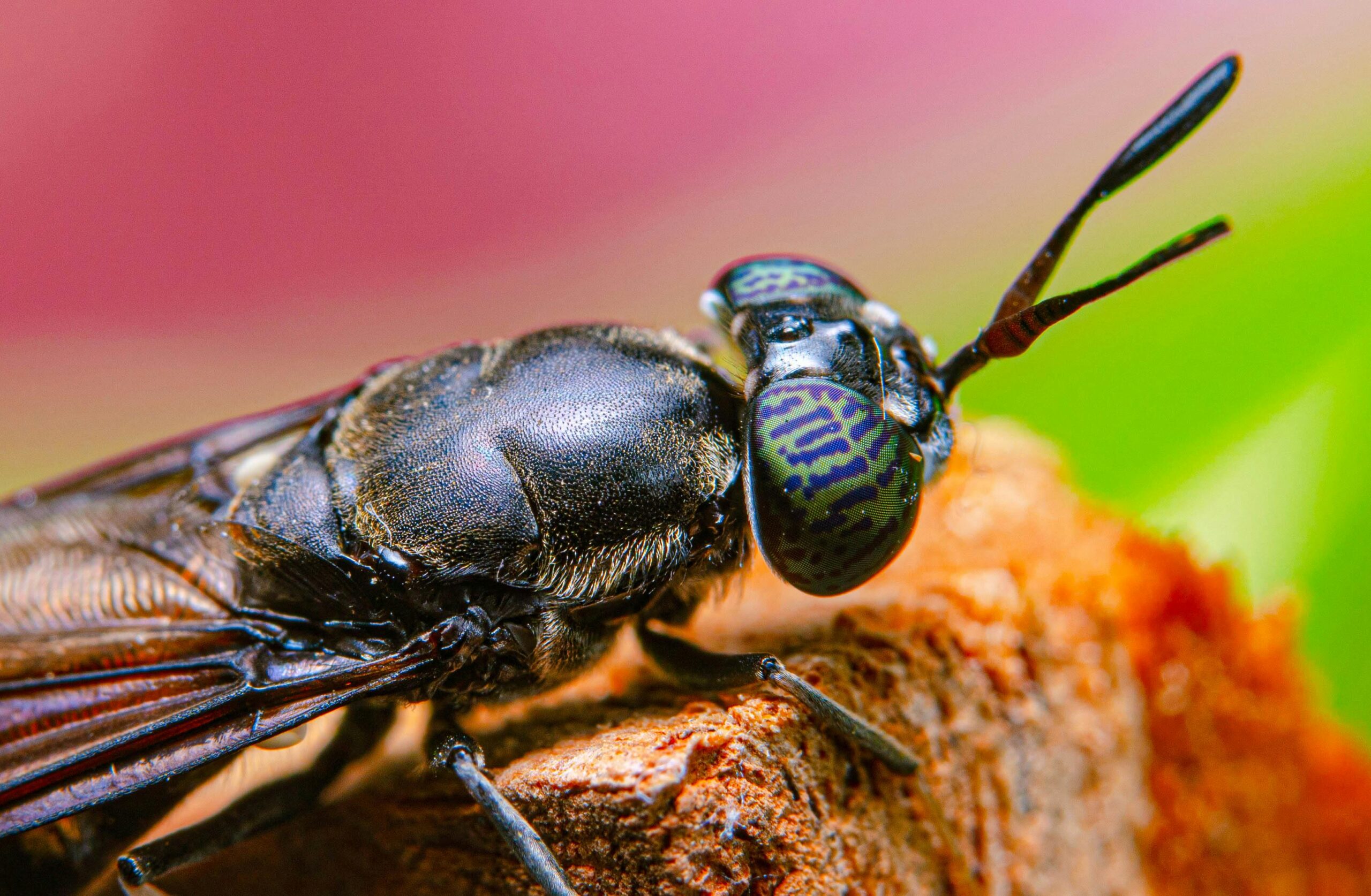 A researcher holds black soldier fly larvae in a laboratory at Texas A&M University, part of a project using insects, sensors, and robots to clean contaminated land.