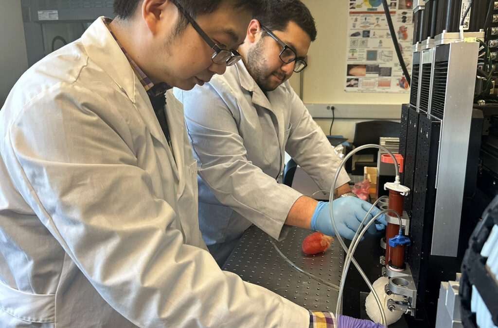 3D‑printed heart model