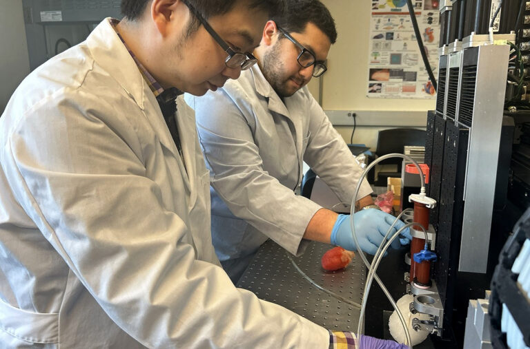 3D‑printed heart model