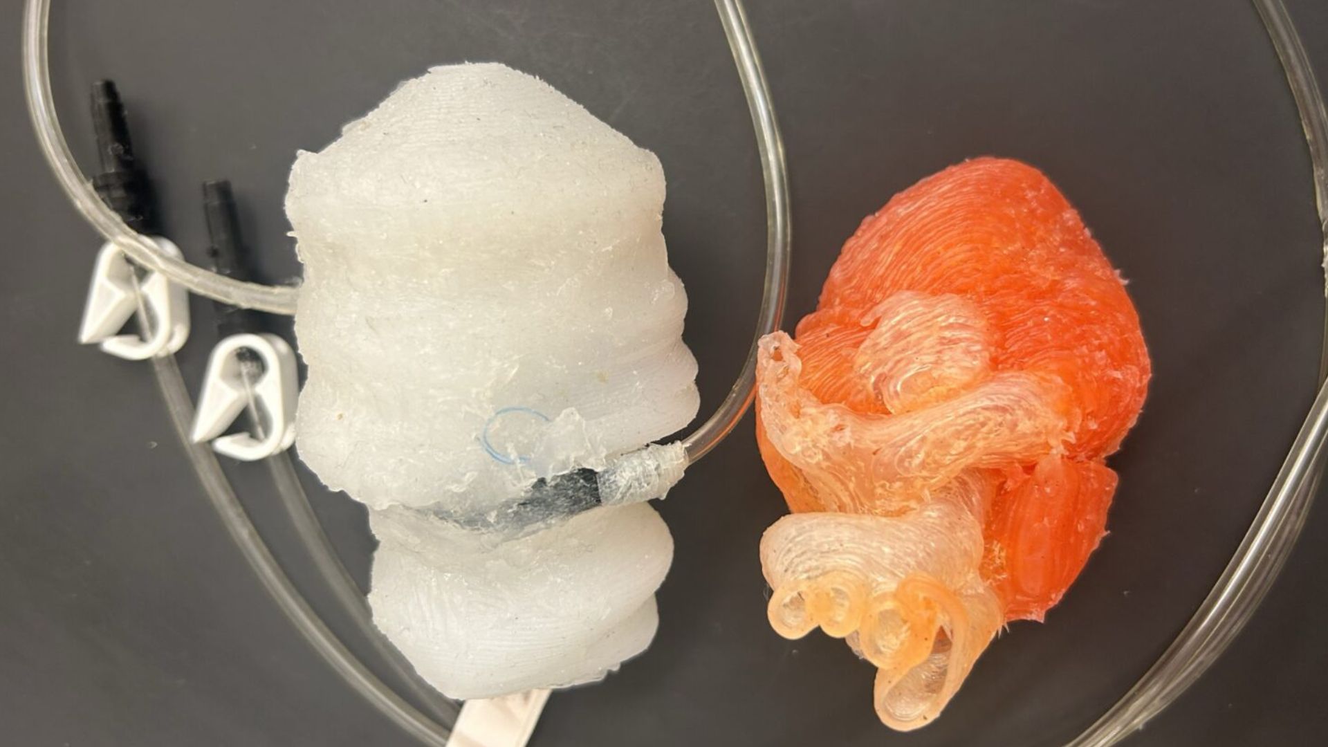 3D-Printed Heart