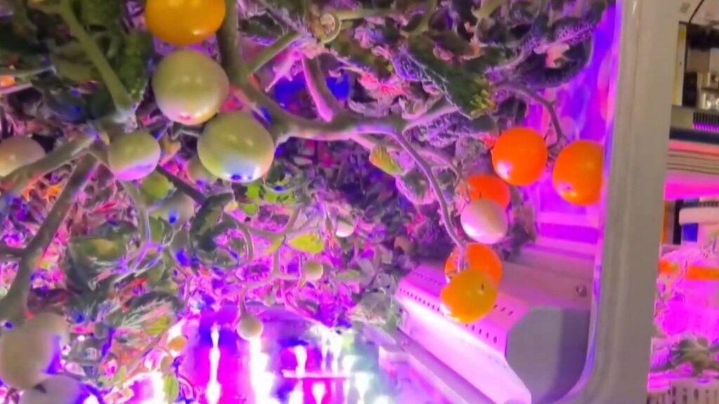 China Space harvest