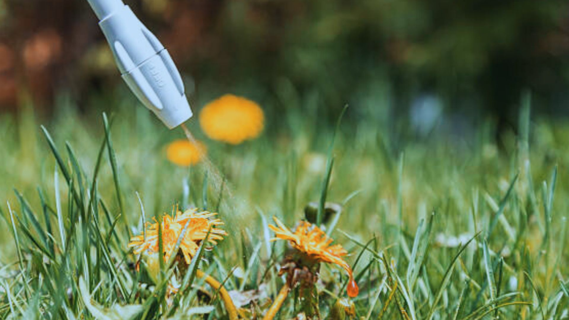 New Microbial Herbicide Targets Weeds, Not Crops