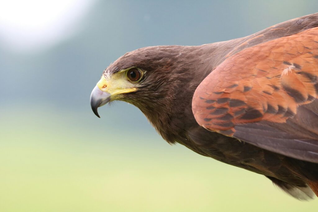 Harris's hawk flying toward a gap with wings partially tucked in a research facility