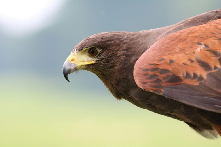 Harris's hawk flying toward a gap with wings partially tucked in a research facility