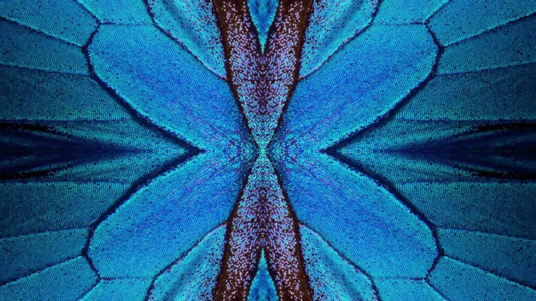 Butterfly-Inspired Lattice