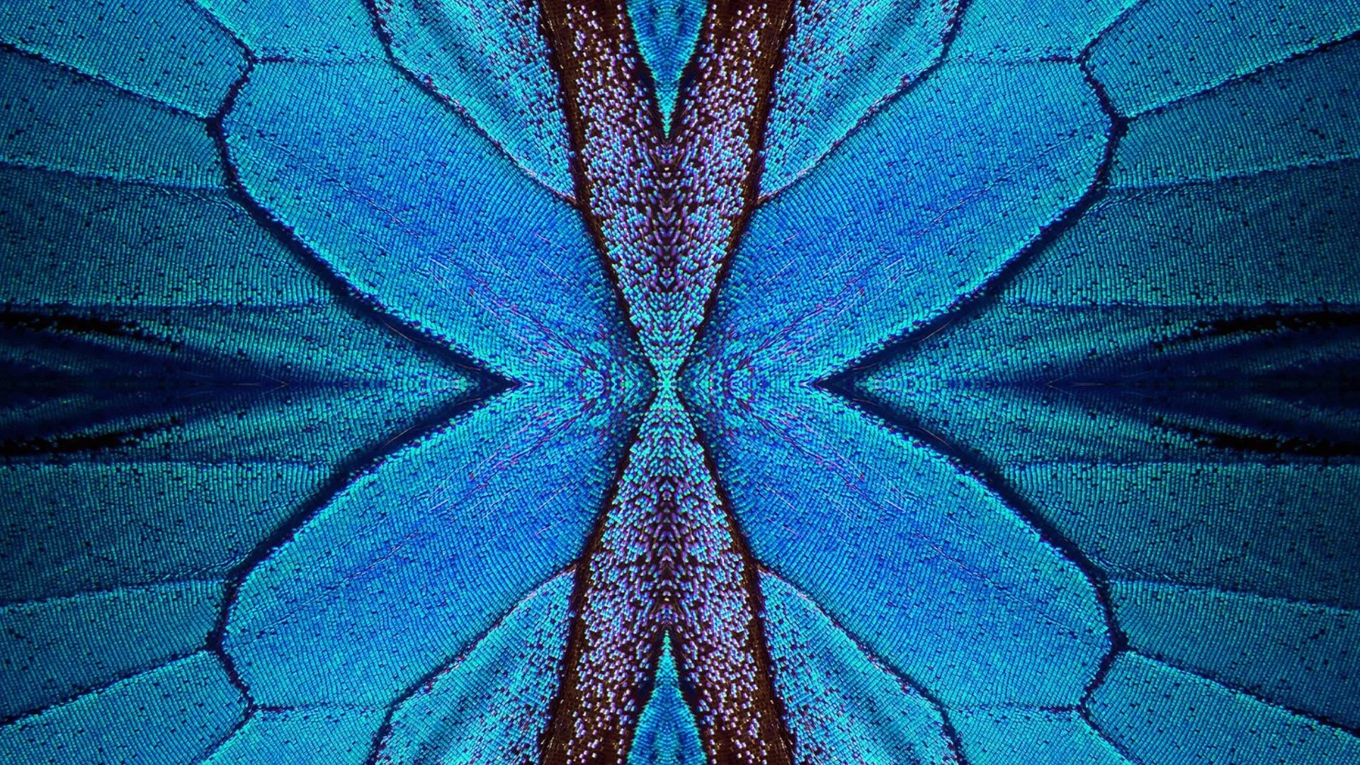 Butterfly-Inspired Lattice