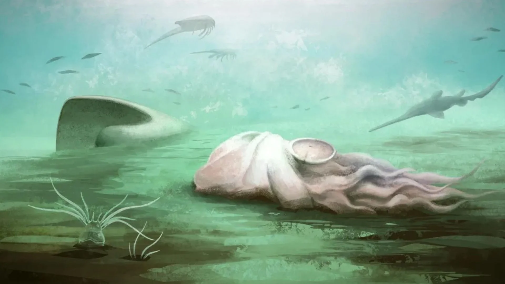 Oldest octopus is actually a nautiloid.