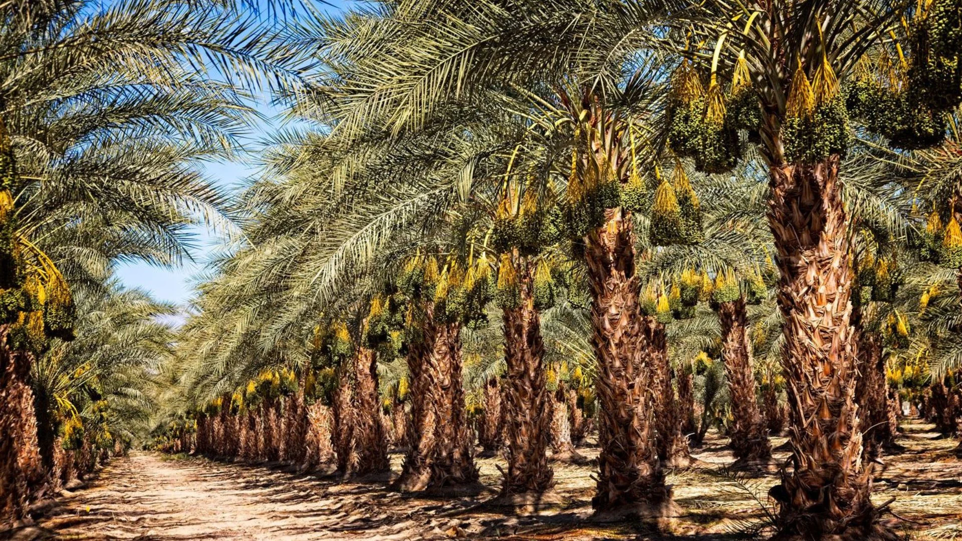 date palm waste