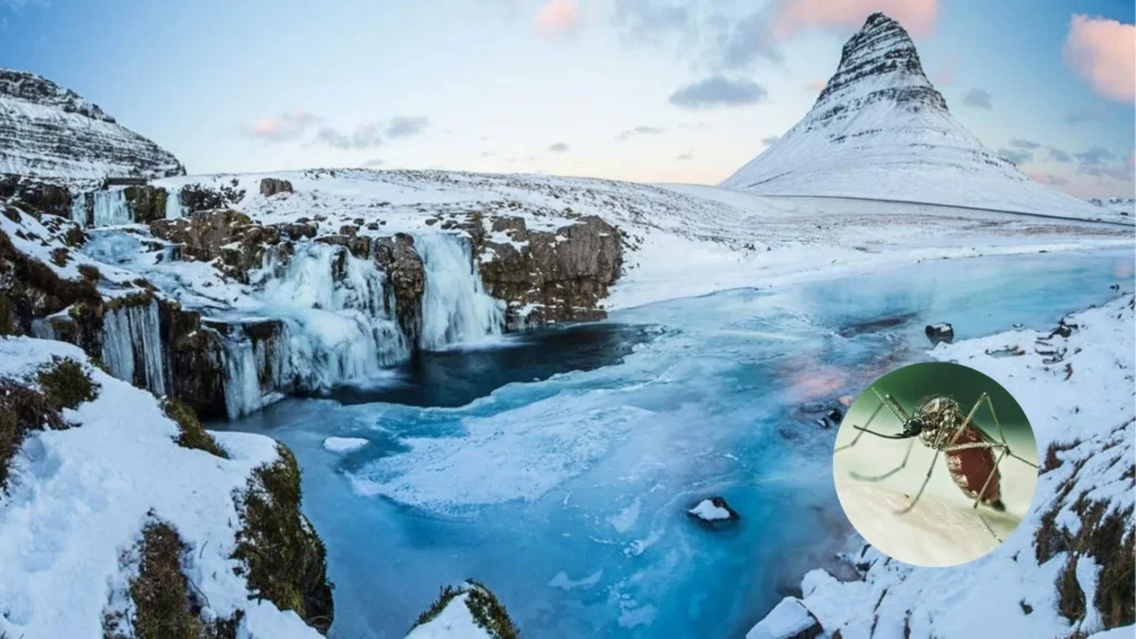 Mosquitoes in Iceland Arctic shift