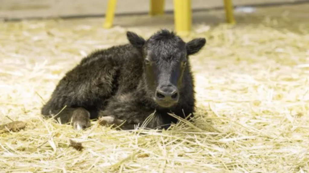 10 cloned yaks born naturally