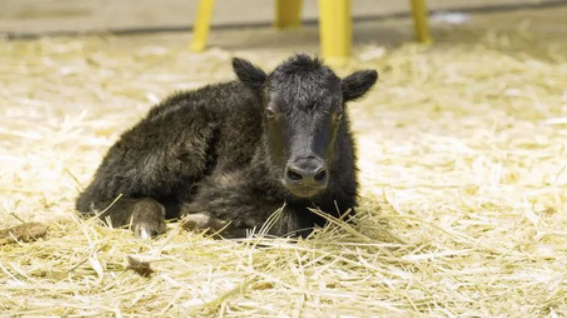 10 cloned yaks born naturally