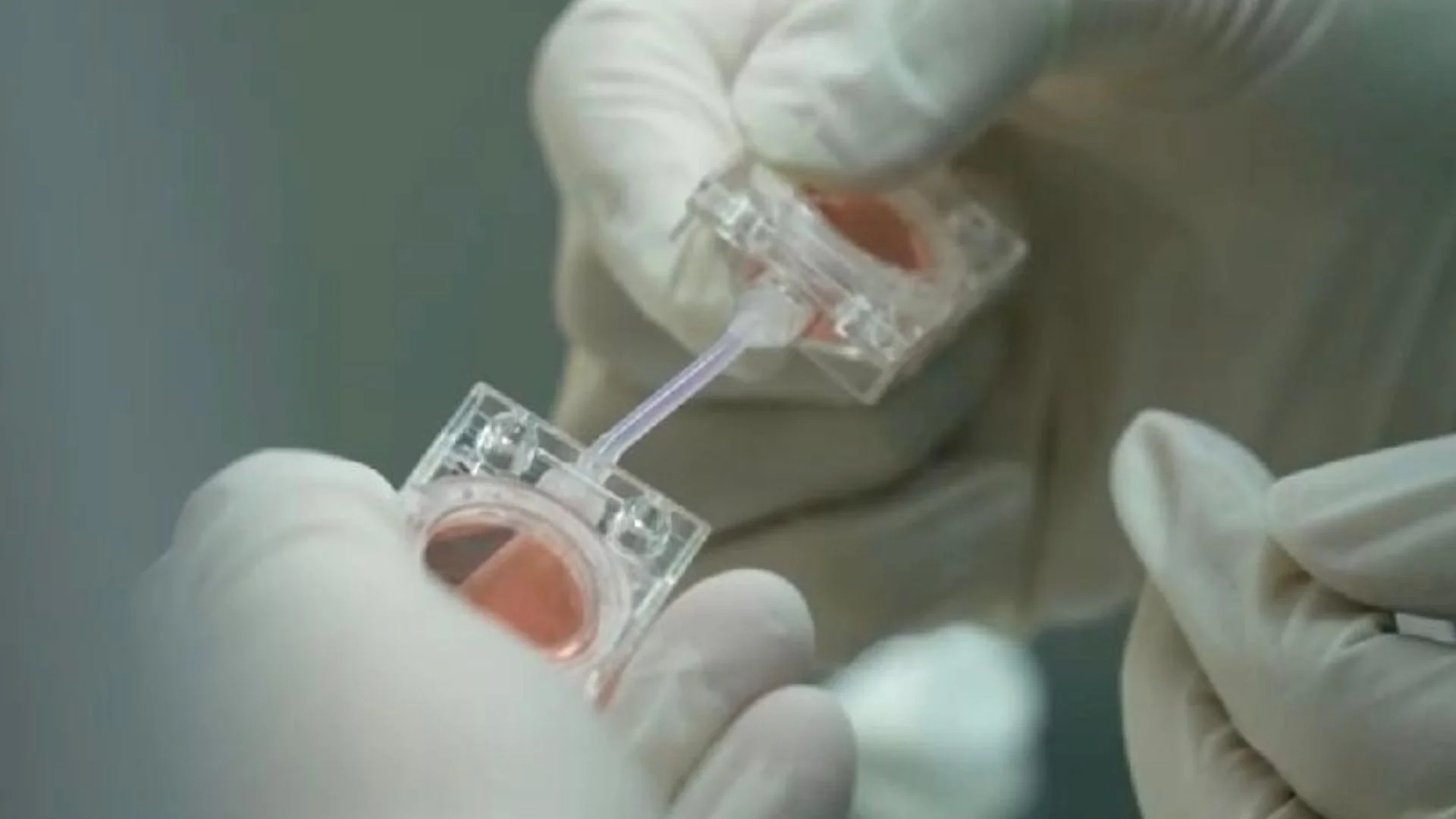 artificial embryos
