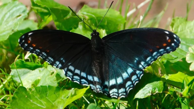 Butterfly Wing Design Boosts Earthquake Safety