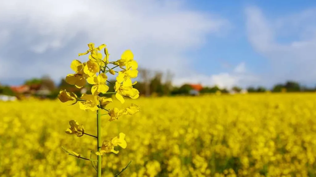 China Launches 20K Rapeseed Gene Chip