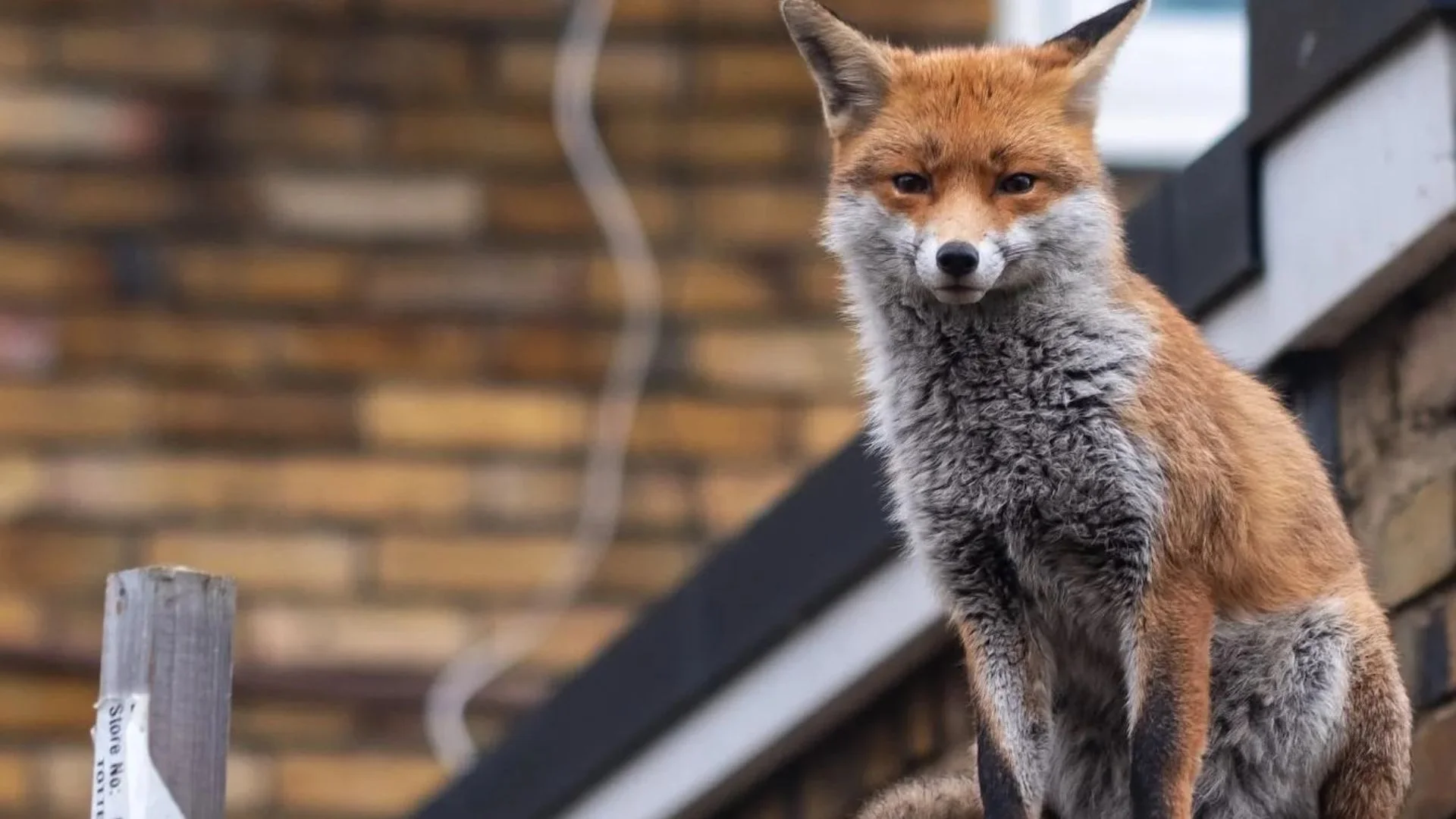 Urban Animals Are Becoming Bolder and More Aggressive, Global Study Finds