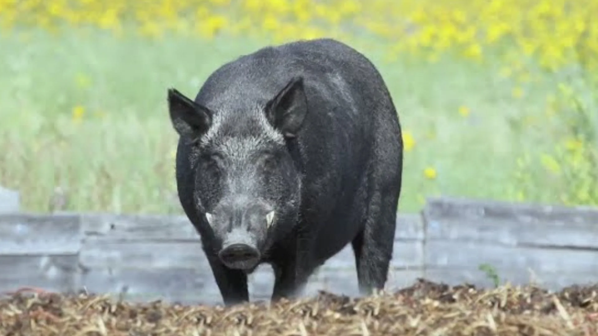 Fukushima ‘Super Pigs’ Multiply Fast as Hybrid Boar Population Expands in Japan