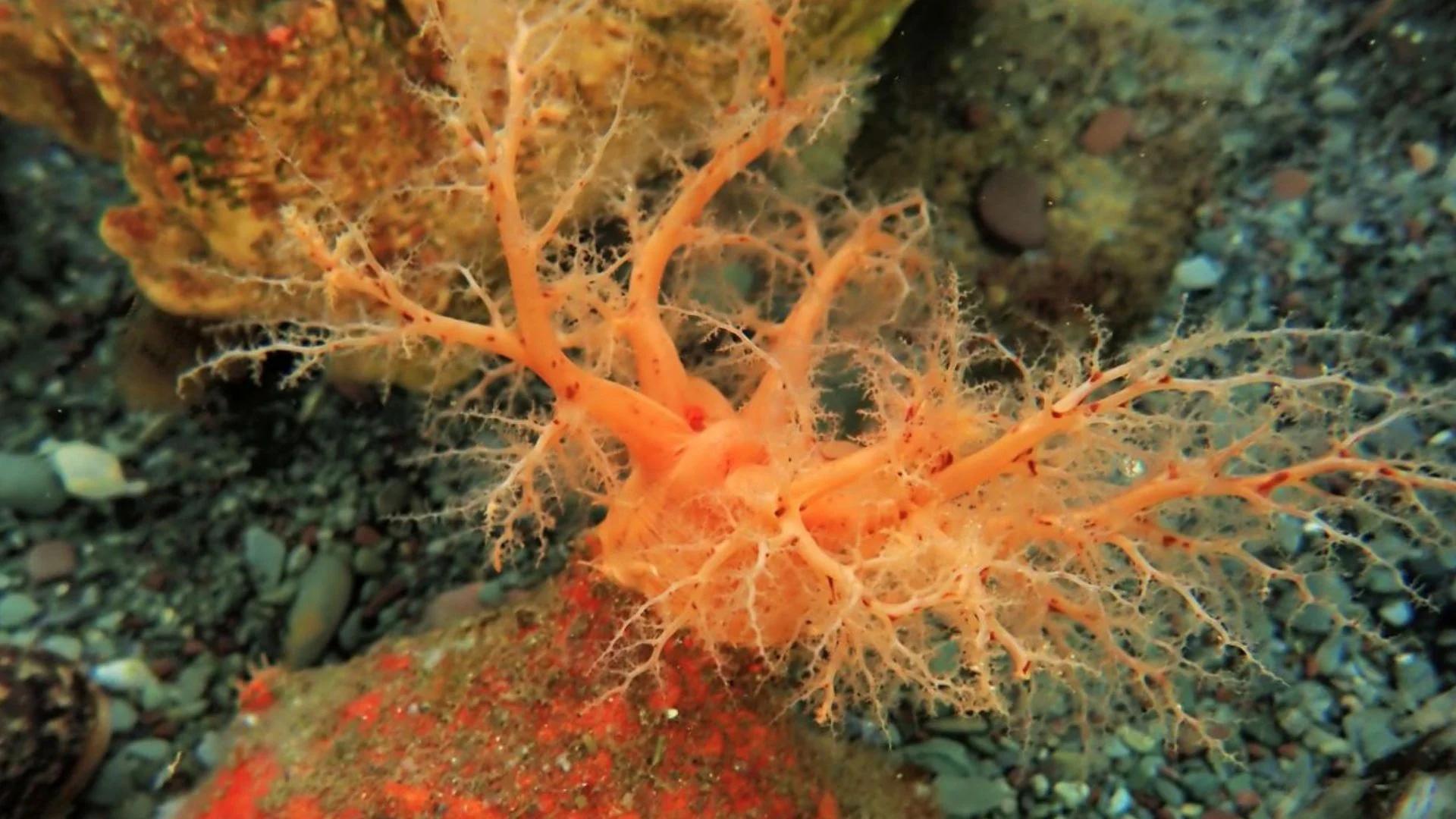 Scientists Find Sea Cucumber Tissue That Survives for Years Without a Body
