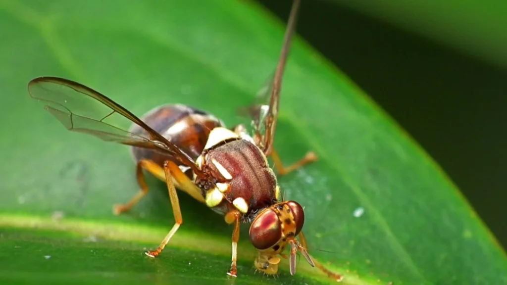 Fruit Flies Survive Hypergravity