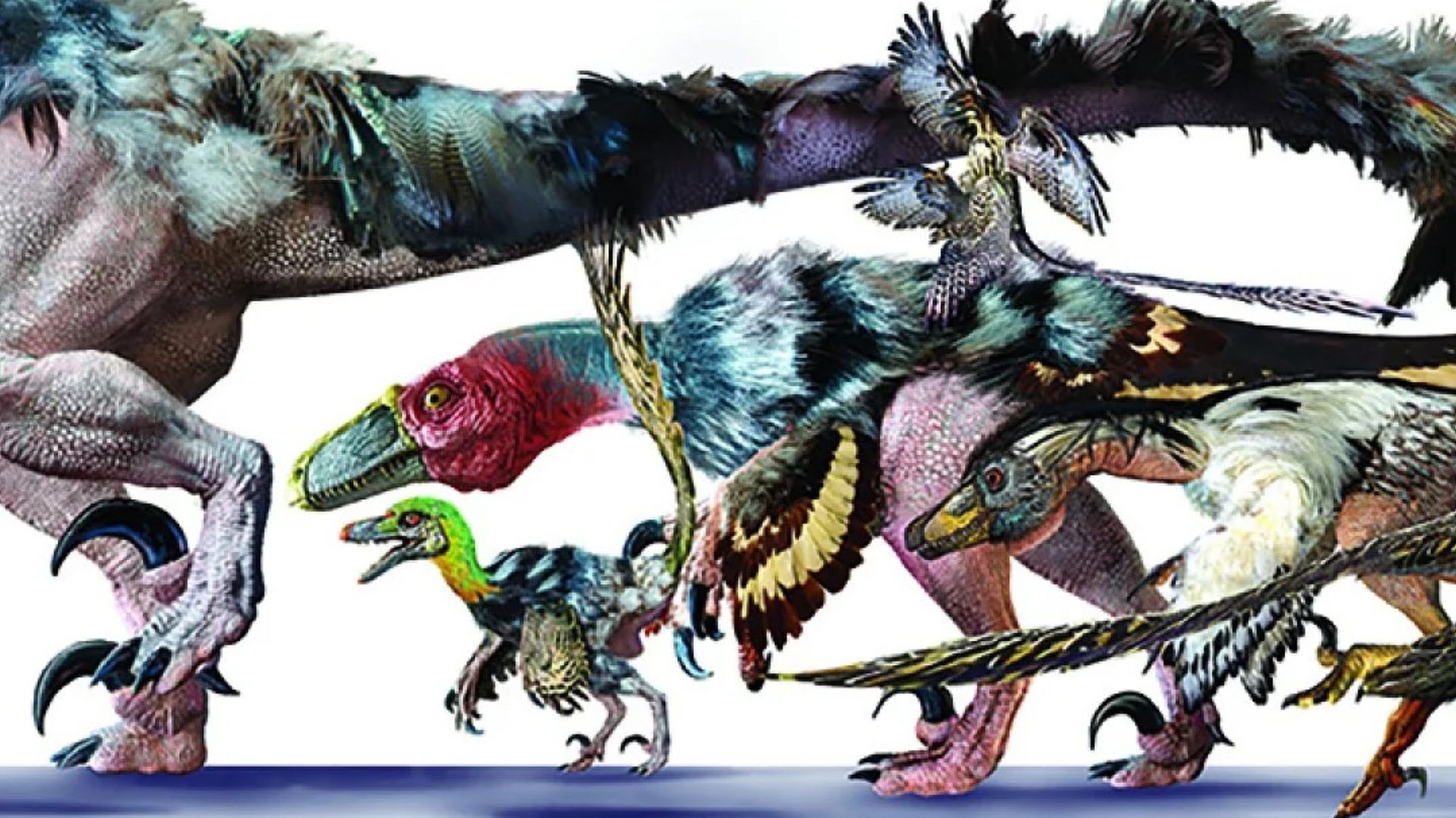 China Discovers New Feathered Dinosaur Species
