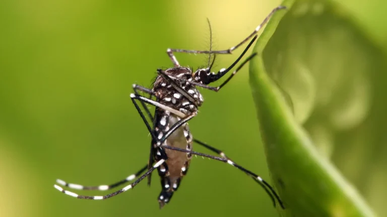 Robotics Expert Builds AI Laser System That Hunts and Eliminates Mosquitoes at Home