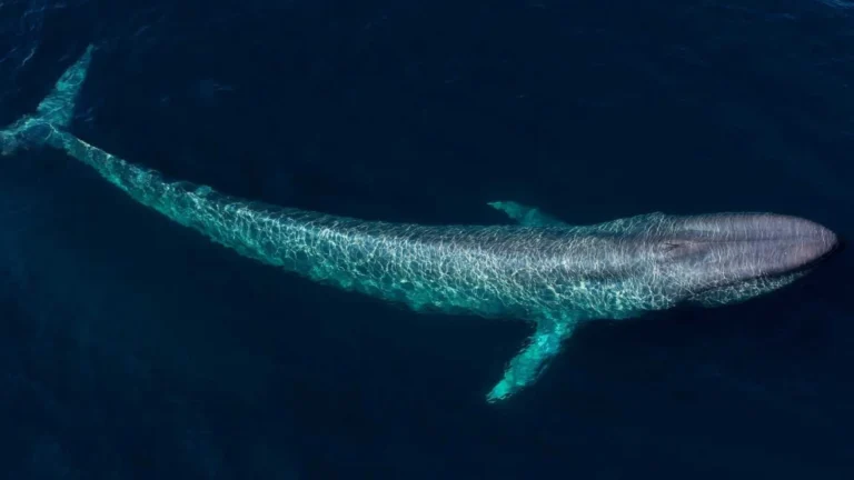 Cold War Navy System Revealed Whale Songs