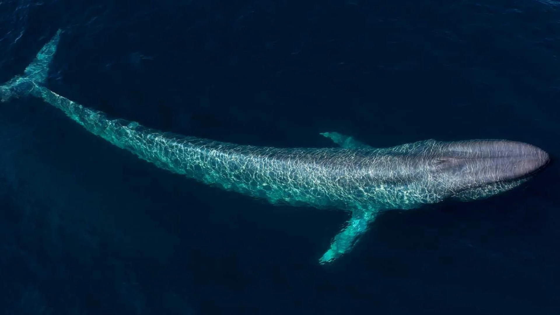 Cold War Navy System Revealed Whale Songs