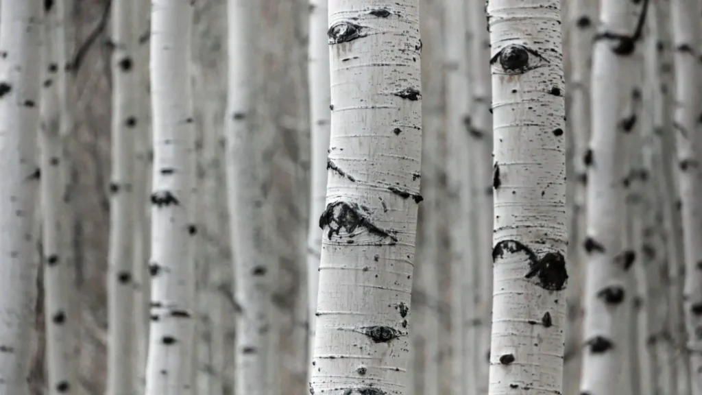 Propelling Sustainable Packaging Into the Future With 1,500 Meters of Birch Bark Coating