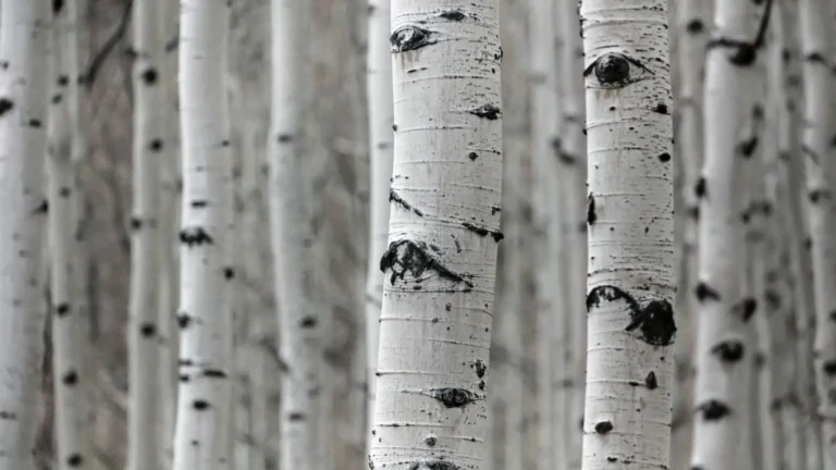 Propelling Sustainable Packaging Into the Future With 1,500 Meters of Birch Bark Coating