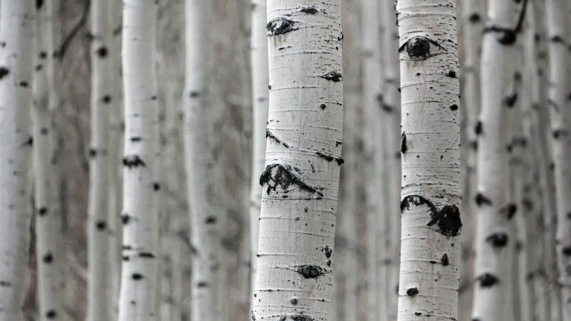 Propelling Sustainable Packaging Into the Future With 1,500 Meters of Birch Bark Coating