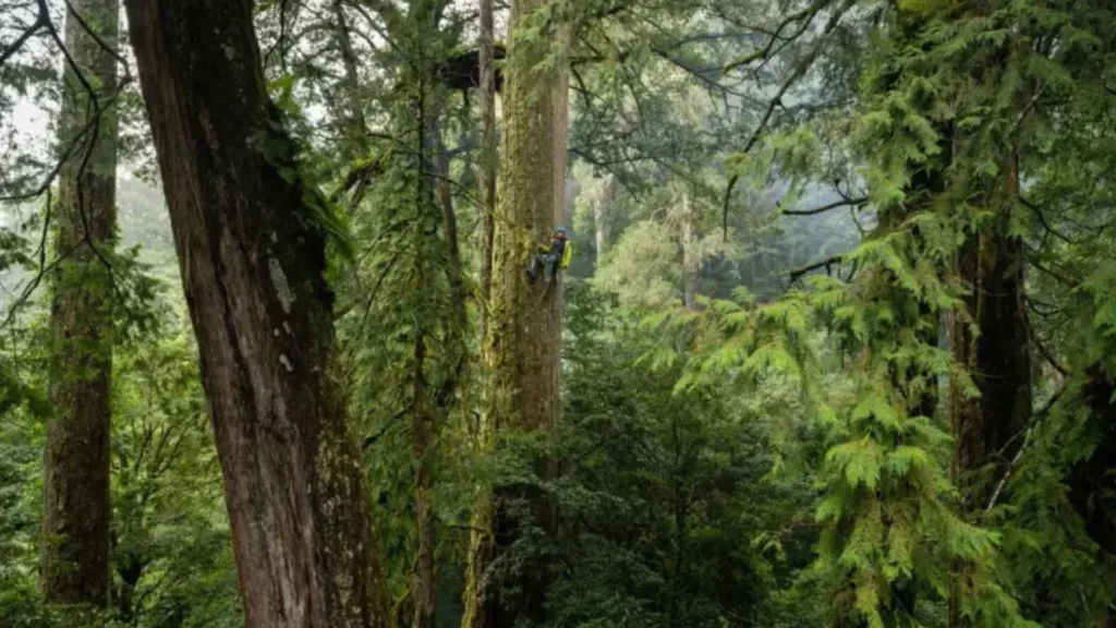 Heaven Sword Becomes East Asia’s Tallest Tree After Decade-Long Hunt in Taiwan