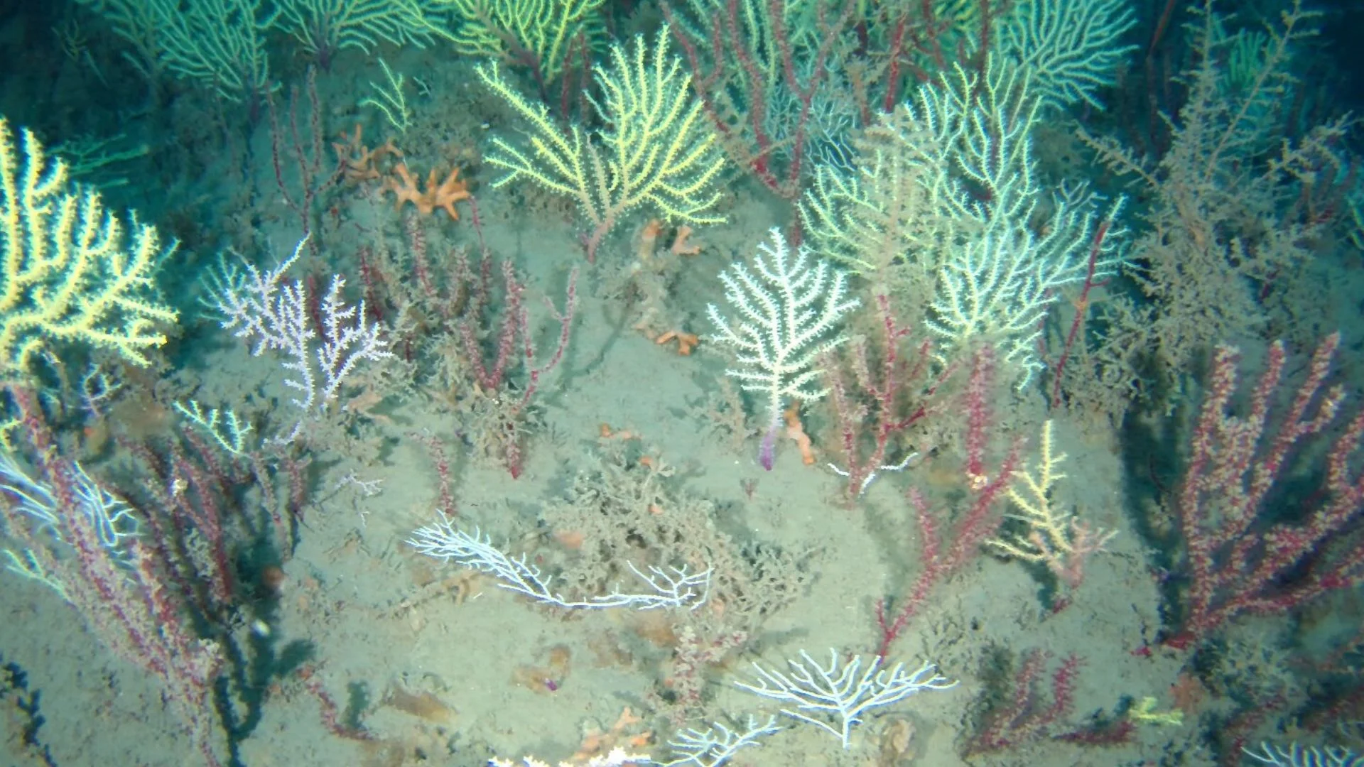 Underwater Drones Rediscover Living Coral Reef Off Benin After 60 Years of Being Declared Dead