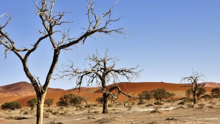 China’s Great Green Wall Gets a Bamboo Boost as Scientists Rethink Desertification Fight