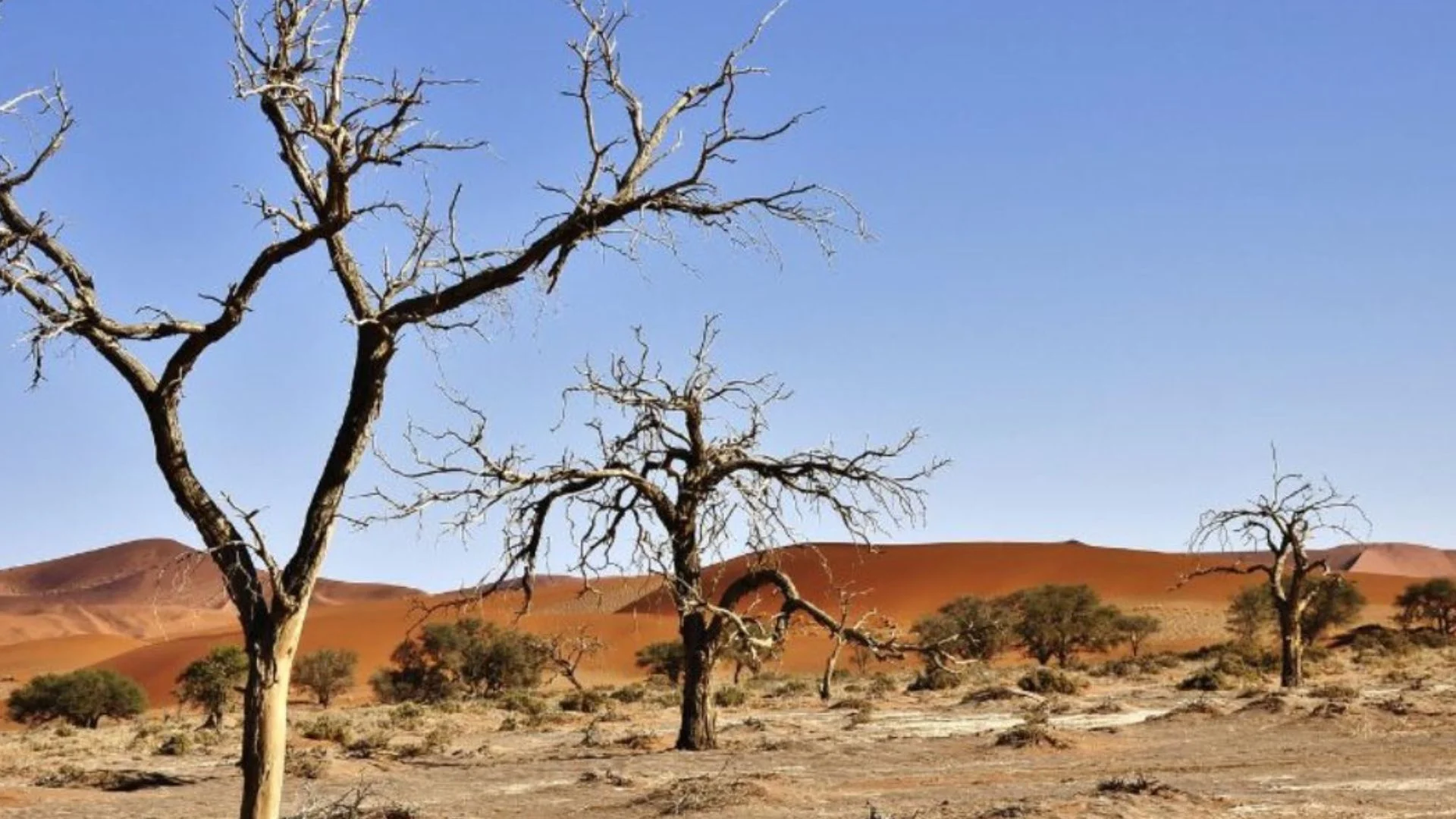 China’s Great Green Wall Gets a Bamboo Boost as Scientists Rethink Desertification Fight