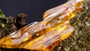 Scientists Just Found the World's Oldest Amber, And It Rewrites Plant History