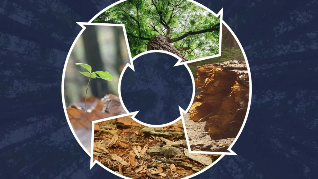 Dead Trees, Coral, and Oyster Shells Keep Shaping Ecosystems, Study Finds