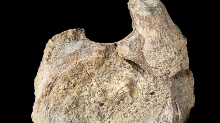 Titanosaur Fossil